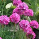 100 PCS Seeds Rare Armeria Maritima Bonsai