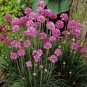 100 PCS Seeds Rare Armeria Maritima Bonsai