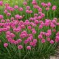 100 PCS Seeds Rare Armeria Maritima Bonsai