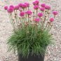 100 PCS Seeds Rare Armeria Maritima Bonsai