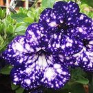 100 PCS Seeds Rare Beautiful Petunia Flower Plants 24 Kinds of Petunia Flower