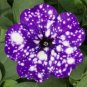 100 PCS Seeds Rare Beautiful Petunia Flower Plants 24 Kinds of Petunia Flower