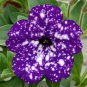 100 PCS Seeds Rare Beautiful Petunia Flower Plants 24 Kinds of Petunia Flower