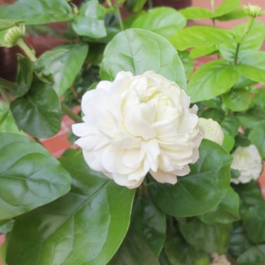 50 PCS Seeds Rare Climbing Jasmine Flower Colorful Fragrant Arabian Jasmine