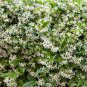 50 PCS Seeds Rare Climbing Jasmine Flower Colorful Fragrant Arabian Jasmine