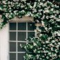 50 PCS Seeds Rare Climbing Jasmine Flower Colorful Fragrant Arabian Jasmine