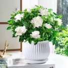 200 PCS Seeds Rare Climbing Plants Jasmine Bonsai Amazing Smell