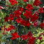 200 PCS Seeds Rare Climbing Plants Jasmine Bonsai Amazing Smell