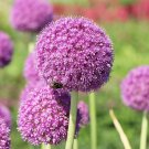 100 PCS Seeds Rare Color Giant Allium Giganteum Beautiful Flower