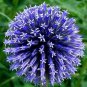 100 PCS Seeds Rare Color Giant Allium Giganteum Beautiful Flower