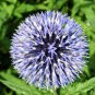 100 PCS Seeds Rare Color Giant Allium Giganteum Beautiful Flower