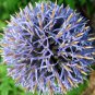 100 PCS Seeds Rare Color Giant Allium Giganteum Beautiful Flower