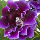 100 PCS Seeds Rare Colorful Flower Mini Gloxinia Flores Perennial Flowering Plants