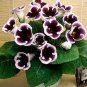 100 PCS Seeds Rare Colorful Flower Mini Gloxinia Flores Perennial Flowering Plants