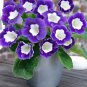 100 PCS Seeds Rare Colorful Flower Mini Gloxinia Flores Perennial Flowering Plants