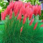 150 PCS Seeds Rare Colorful Pampas Grass Cortaderia Seed are Very Beautiful Garden