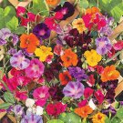 50 PCS Seeds Rare Dabai Mountain Purple Climbing Plants