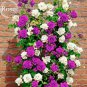 50 PCS Seeds Rare Dabai Mountain Purple Climbing Plants