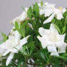 100 PCS Seeds Rare Flower Gardenia Fragrant Indoor Office Desk Bonsai Evergreen 100 PCS Seeds Rare Flower Gardenia Fragrant Indoor Office Desk Bonsai Evergreen