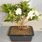 100 PCS Seeds Rare Flower Gardenia Fragrant Indoor Office Desk Bonsai Evergreen