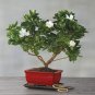 100 PCS Seeds Rare Flower Gardenia Fragrant Indoor Office Desk Bonsai Evergreen