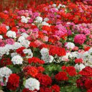 100 PCS Seeds Rare Geranium Bonsai Climbing Geranium Collection Pelargonium Perennial Flower