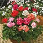 100 PCS Seeds Rare Geranium Bonsai Climbing Geranium Collection Pelargonium Perennial Flower