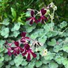 100 PCS Seeds Rare Geranium Seeds Colroful Leaves