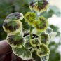 100 PCS Seeds Rare Geranium Seeds Colroful Leaves