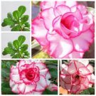 2 PCS Seeds Rare 'Snowman Wings' Adenium Desert rose 2 PCS Seeds Rare 'Snowman Wings' Adenium Desert rose