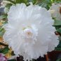 2 PCS Seeds Rare 'Snowman Wings' Adenium Desert rose
