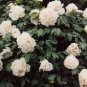 5 PCS Seeds Rare 'Yu Lou Dian Cui' White Peony with Few Red Color Flower