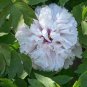 5 PCS Seeds Rare 'Yu Lou Dian Cui' White Peony with Few Red Color Flower
