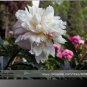5 PCS Seeds Rare 'Yu Lou Dian Cui' White Peony with Few Red Color Flower