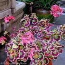 100 PCS Seeds Rare Geranium Seeds Colroful Leaves