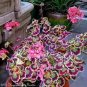 100 PCS Seeds Rare Geranium Seeds Colroful Leaves