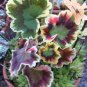100 PCS Seeds Rare Geranium Seeds Colroful Leaves
