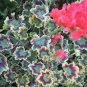100 PCS Seeds Rare Geranium Seeds Colroful Leaves