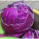 400 PCS Seeds Rare Heirloom Purple Cabbage Brassica Oleracea Hybrid Vegetables 400 PCS Seeds Rare Heirloom Purple Cabbage Brassica Oleracea Hybrid Vegetables