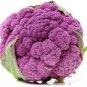 400 PCS Seeds Rare Heirloom Purple Cabbage Brassica Oleracea Hybrid Vegetables