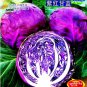 400 PCS Seeds Rare Heirloom Purple Cabbage Brassica Oleracea Hybrid Vegetables