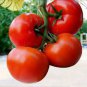 300 PCS Seeds Rare Heirloom 'Mao Fen 802' Pink Big Tomato Organic
