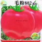 300 PCS Seeds Rare Heirloom 'Mao Fen 802' Pink Big Tomato Organic