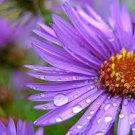 50 PCS Seeds Rare Imported Mixed 5 Types of Aster Flower 50 PCS Seeds Rare Imported Mixed 5 Types of Aster Flower