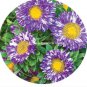 50 PCS Seeds Rare Imported Mixed 5 Types of Aster Flower