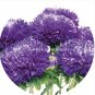 50 PCS Seeds Rare Imported Mixed 5 Types of Aster Flower