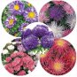 50 PCS Seeds Rare Imported Mixed 5 Types of Aster Flower