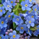 50 PCS Seeds Rare Myosotis Silvatica Bonsai Home Garden Flowers Potted Bonsai 50 PCS Seeds Rare Myosotis Silvatica Bonsai Home Garden Flowers Potted Bonsai