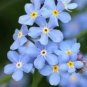 50 PCS Seeds Rare Myosotis Silvatica Bonsai Home Garden Flowers Potted Bonsai