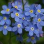 50 PCS Seeds Rare Myosotis Silvatica Bonsai Home Garden Flowers Potted Bonsai